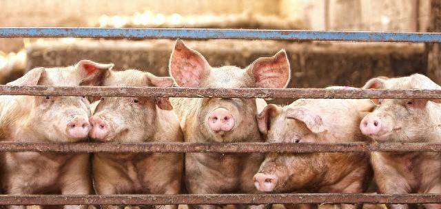 生猪价格为什么如此暴跌？中国养猪网揭秘